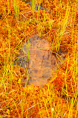 Image showing Footprint