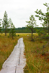 Image showing Swamp