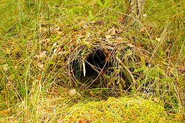 Image showing Nest