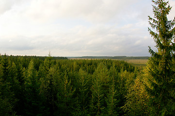 Image showing Wetland