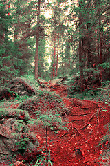 Image showing Path in the forest