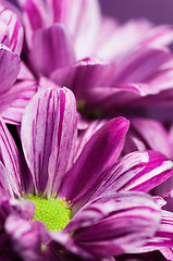 Image showing Bunch of flowers