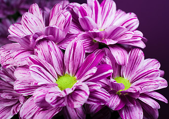 Image showing Bunch of flowers