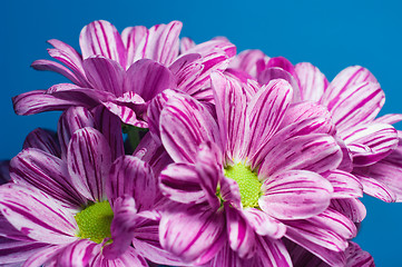 Image showing Bunch of flowers