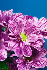 Image showing Bunch of flowers