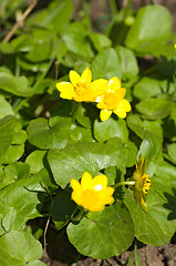 Image showing Yellow flowers