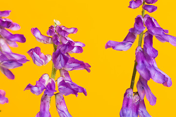 Image showing Tufted vetch