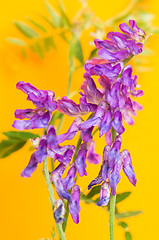 Image showing Tufted vetch