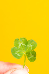 Image showing Four-leaf clover