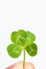 Image showing Four-leaf clover