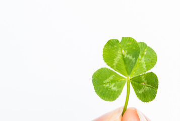 Image showing Four-leaf clover