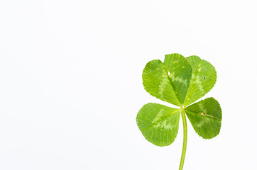 Image showing Four-leaf clover