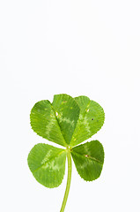 Image showing Four-leaf clover