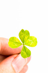 Image showing Four-leaf clover