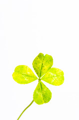 Image showing Four-leaf clover