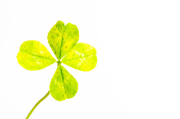 Image showing Four-leaf clover