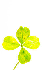 Image showing Four-leaf clover