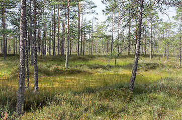 Image showing Swamp