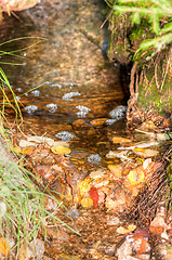 Image showing Brook