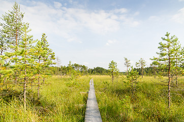 Image showing Swamp