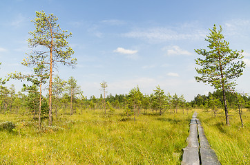 Image showing Swamp