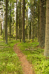 Image showing Path in the forest