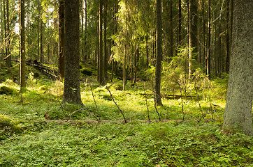 Image showing Forest