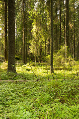 Image showing Forest