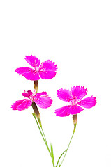 Image showing Dianthus deltoides