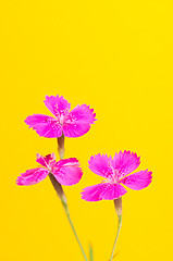 Image showing Dianthus deltoides