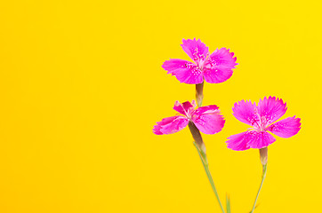 Image showing Dianthus deltoides