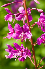 Image showing Fireweed