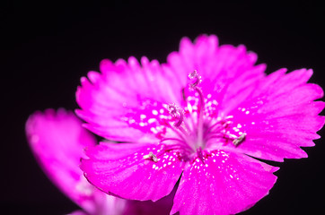 Image showing Dianthus deltoides