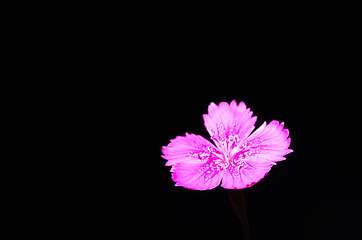 Image showing Dianthus deltoides