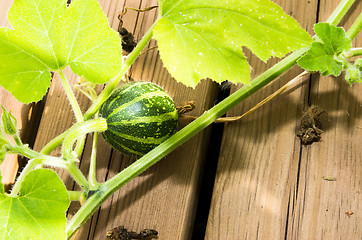 Image showing Summer squash