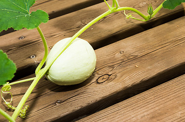 Image showing Summer squash