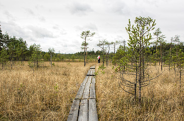 Image showing Swamp