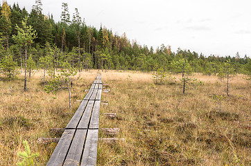 Image showing Swamp