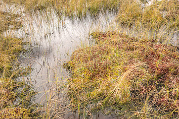 Image showing Wetland