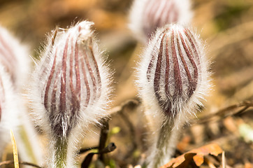 Image showing Pulsatilla patens