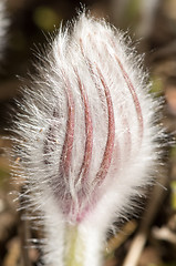 Image showing Pulsatilla patens