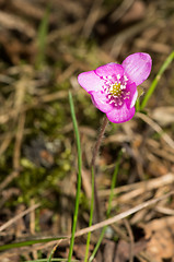 Image showing Anemone hepatica