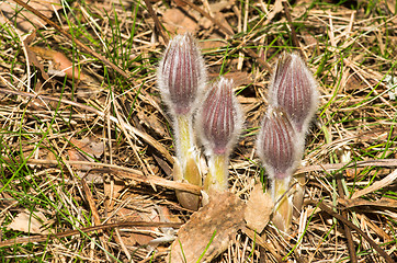 Image showing Pulsatilla patens