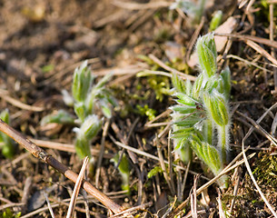 Image showing Pulsatilla patens