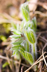 Image showing Pulsatilla patens