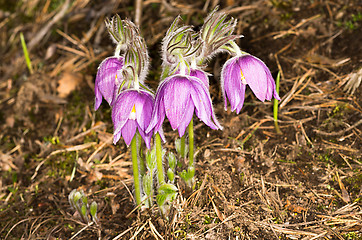 Image showing Pulsatilla patens