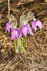 Image showing Pulsatilla patens