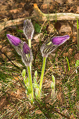 Image showing Pulsatilla patens