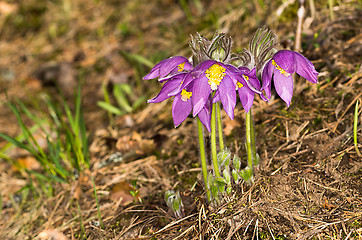 Image showing Pulsatilla patens