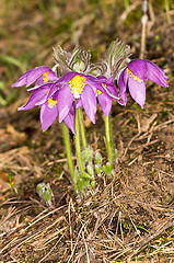 Image showing Pulsatilla patens